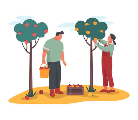 Gardeners pick apples or gathering a ripe cropのイラスト素材