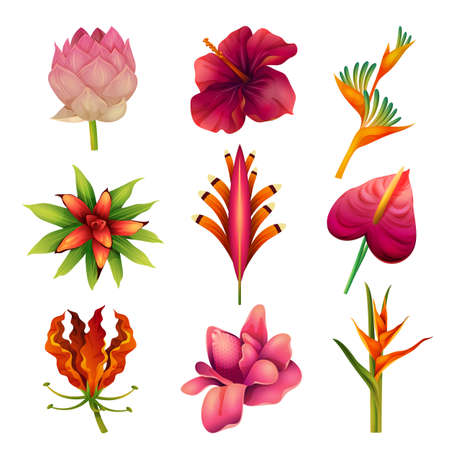 Collection of exotic flowers or tropical plantsのイラスト素材