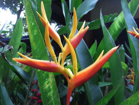 Strelitzia flower or Bunga Burung Cendrawasih