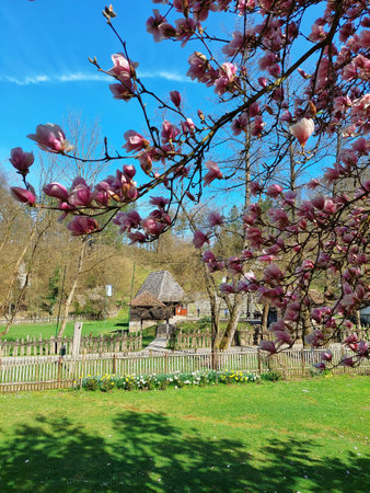 Magnolia tree with pink flowers in the park in spring, Netherlandsの写真素材