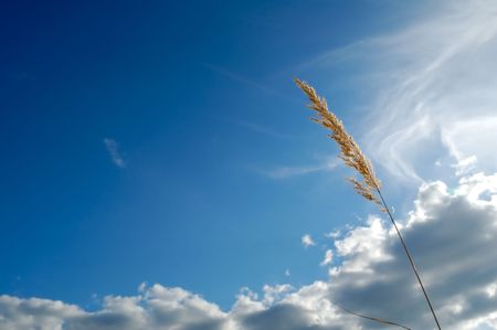 Meadow grassの写真素材