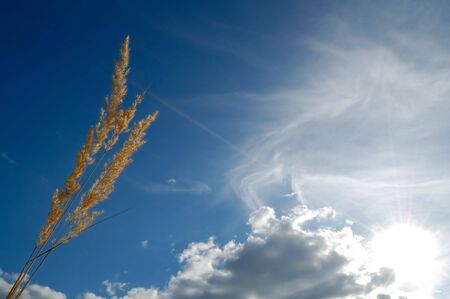 Meadow grassの写真素材