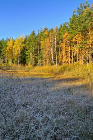 Autumn morning in the forest.の写真素材