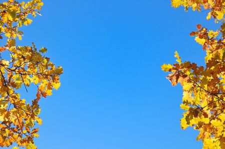 Autumn leaves の写真素材