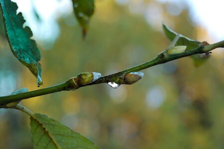Birch branch