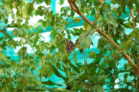 butterflyの写真素材