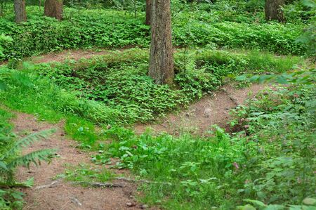 Tree between the paths. Abstract landscape.の写真素材
