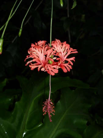 Red Flowerの写真素材