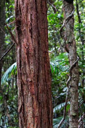 a pair of trees in a forestの写真素材