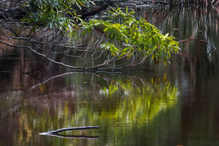 reflection of a tree in a pond next to a body of waterの写真素材