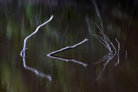 sticks and their reflection in still waterの写真素材