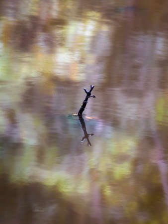 stick reflecting in a colourful pondの写真素材