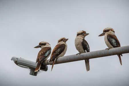 Four kookaburras sitting on a perchの写真素材