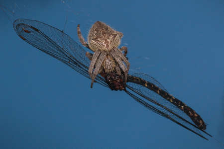 spider capturing a dragonfly on a spider webの写真素材
