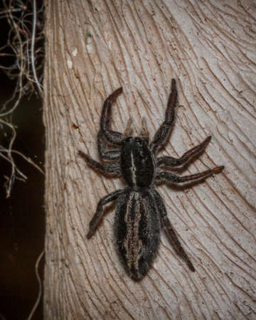 Close up of a black spiderの写真素材
