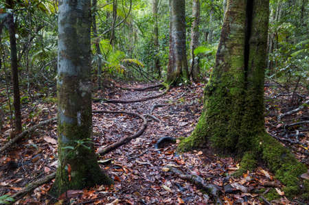 a tree in the middle of a forestの写真素材