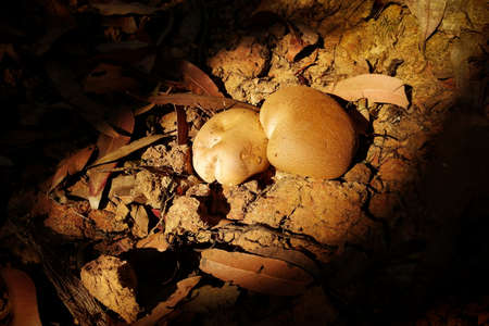 Fungus in the early morning sunlightの写真素材