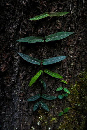 a green plant in a forest climbing up a tree trunkの写真素材