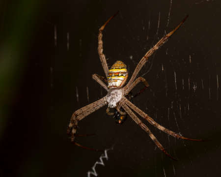 a close up of a spider on a webの写真素材