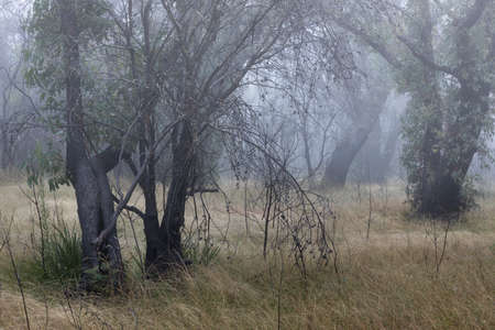 trees surrounded with mist and fog in a fieldの写真素材