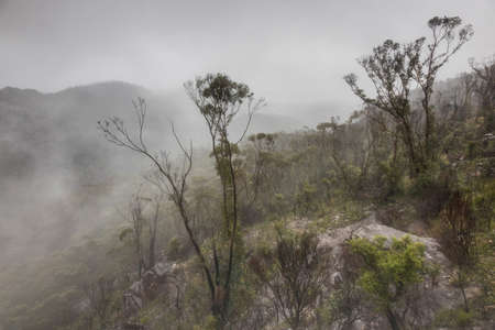 trees and mist from the mountain topの写真素材