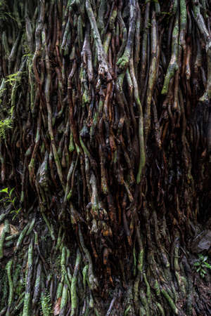 roots from a tree in a forestの写真素材