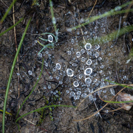 close up of dew particles on the groundの写真素材