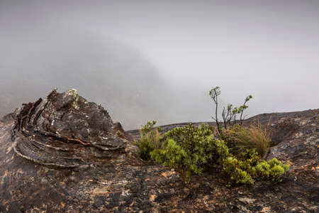 growth and rocks on a mountain looking over mistの写真素材
