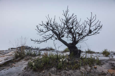 tree on the edge of a mountain with fog in the backgroundの写真素材