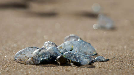 Bluebottles on the sand at the beachの写真素材