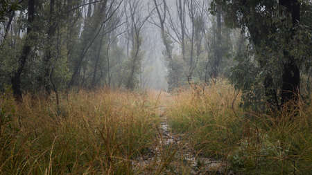 foggy path into the trees in a fieldの写真素材
