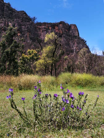 purple flowers at the foot of the mountainsの写真素材