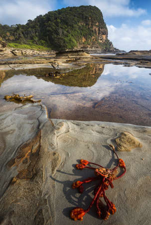 red seaweed on the rocks with a reflection of a headland on the coastの写真素材