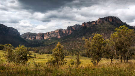 a group of bushes in a field with a mountain in the backgroundの写真素材