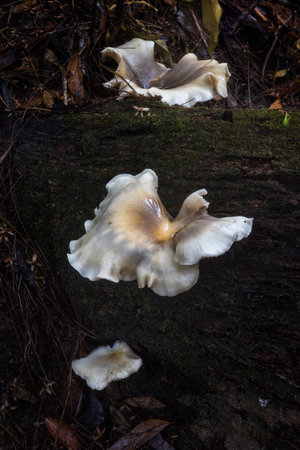 mushrooms on a long in the forestの写真素材