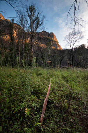 stick in the forest leading towards mountainsの写真素材
