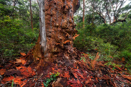 red bark on a tree in the forestの写真素材