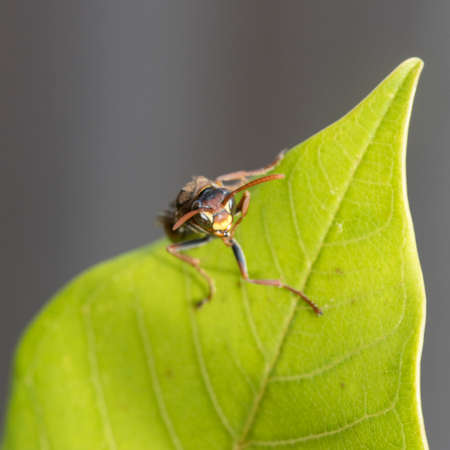 wasp perched on a leaf in the gardenの写真素材