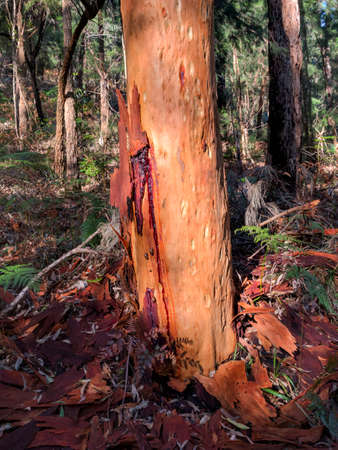 morning glow on a tree in the forestの写真素材