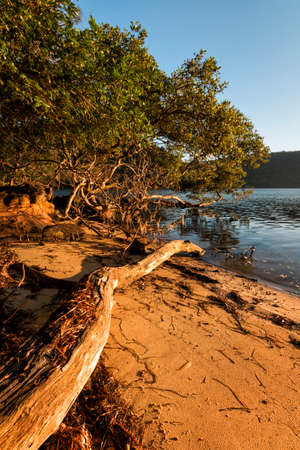 a tree next to a body of water on the lakeの写真素材