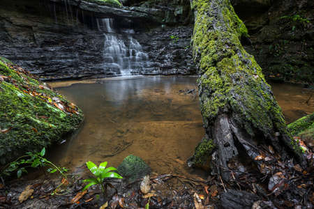small pond and fallen tree with a waterfallの写真素材