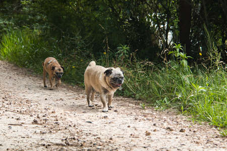 pug dogs walking up a track in the bushの写真素材