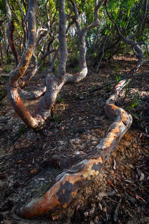 nicely shaped trees in the forestの写真素材
