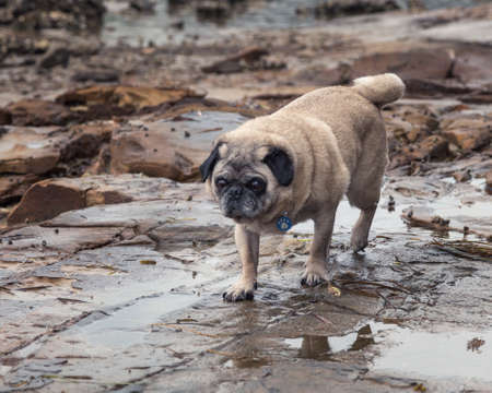 pug dog walking on the rocks at the coastの写真素材