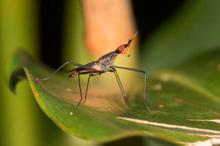 a small insect on a branchの写真素材