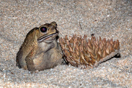 a close up of a frog or toad in the sand