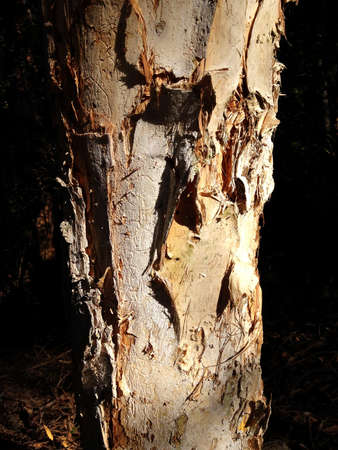 a close up of bark on a treeの写真素材