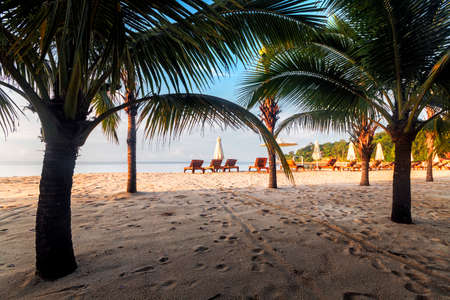 a beach with a palm treeの写真素材