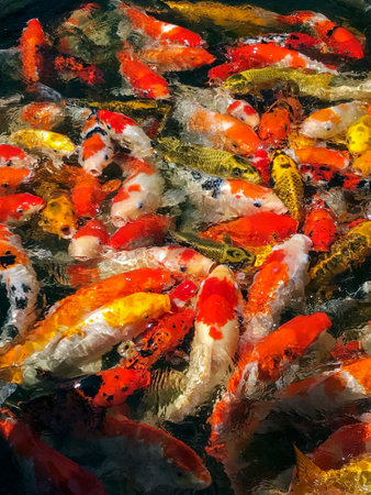 a lot of fish climbing over each otherの写真素材