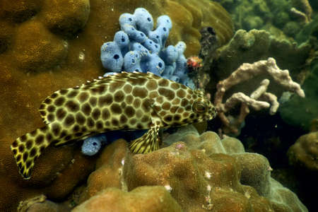 a fish underwater with coralの写真素材
